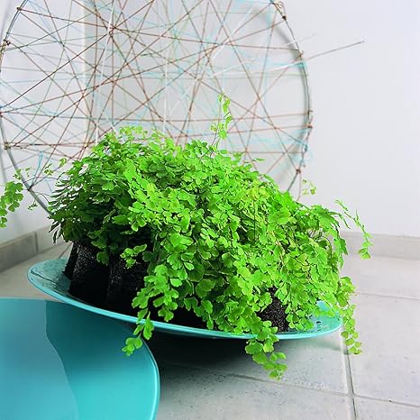 Maidenhair Fern Houseplant For Indoor Use Ideal For Use On