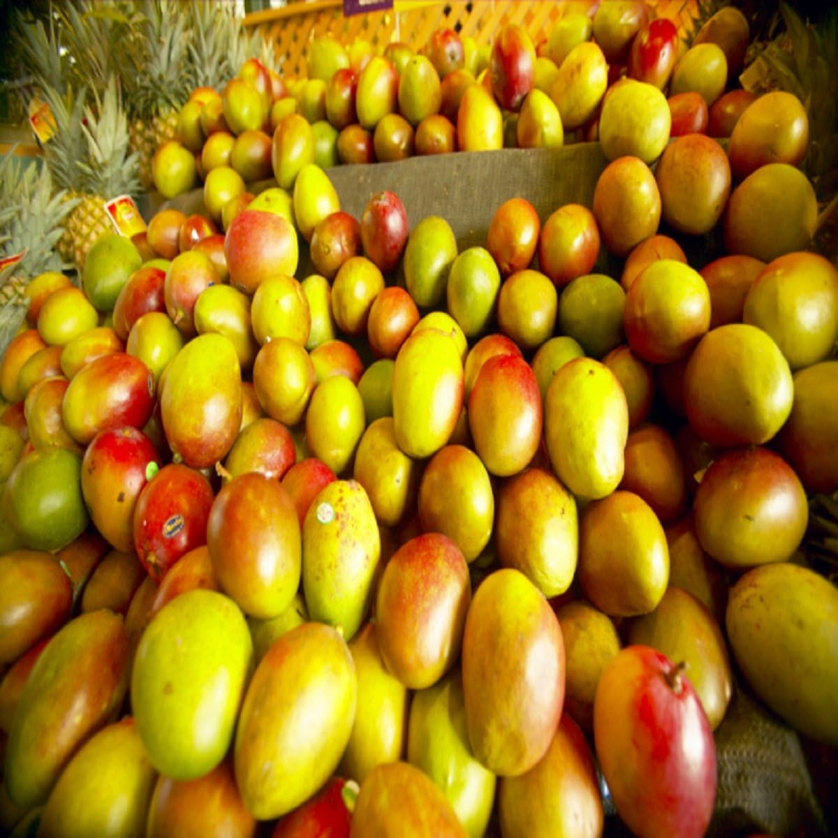 The 10 Best Fragrance Oil For Candle Making 16 Oz