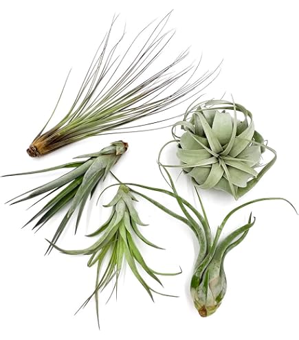 Amazon.com : Live Air Plants – Flowering Tillandsia Cyanea, Giant