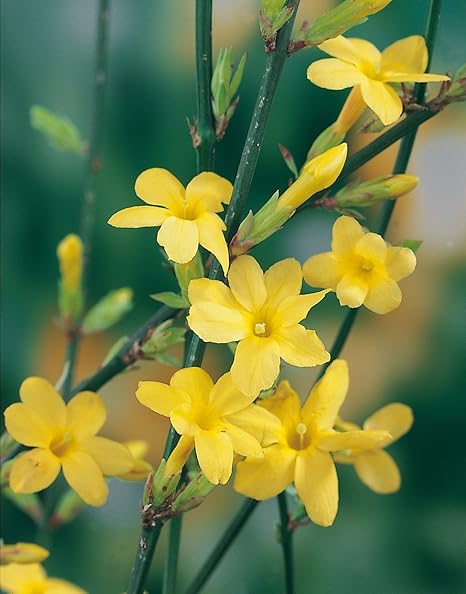 Gelber Winter Jasmin Jasminum Nudiflorum Winterbluher Zahlreiche Gold Gelbe Kleine Bluten Winter Pflanze Kletterpflanze Von Garten Schluter 2l Container 40 Bis 60cm Pflanze Amazon De Garten