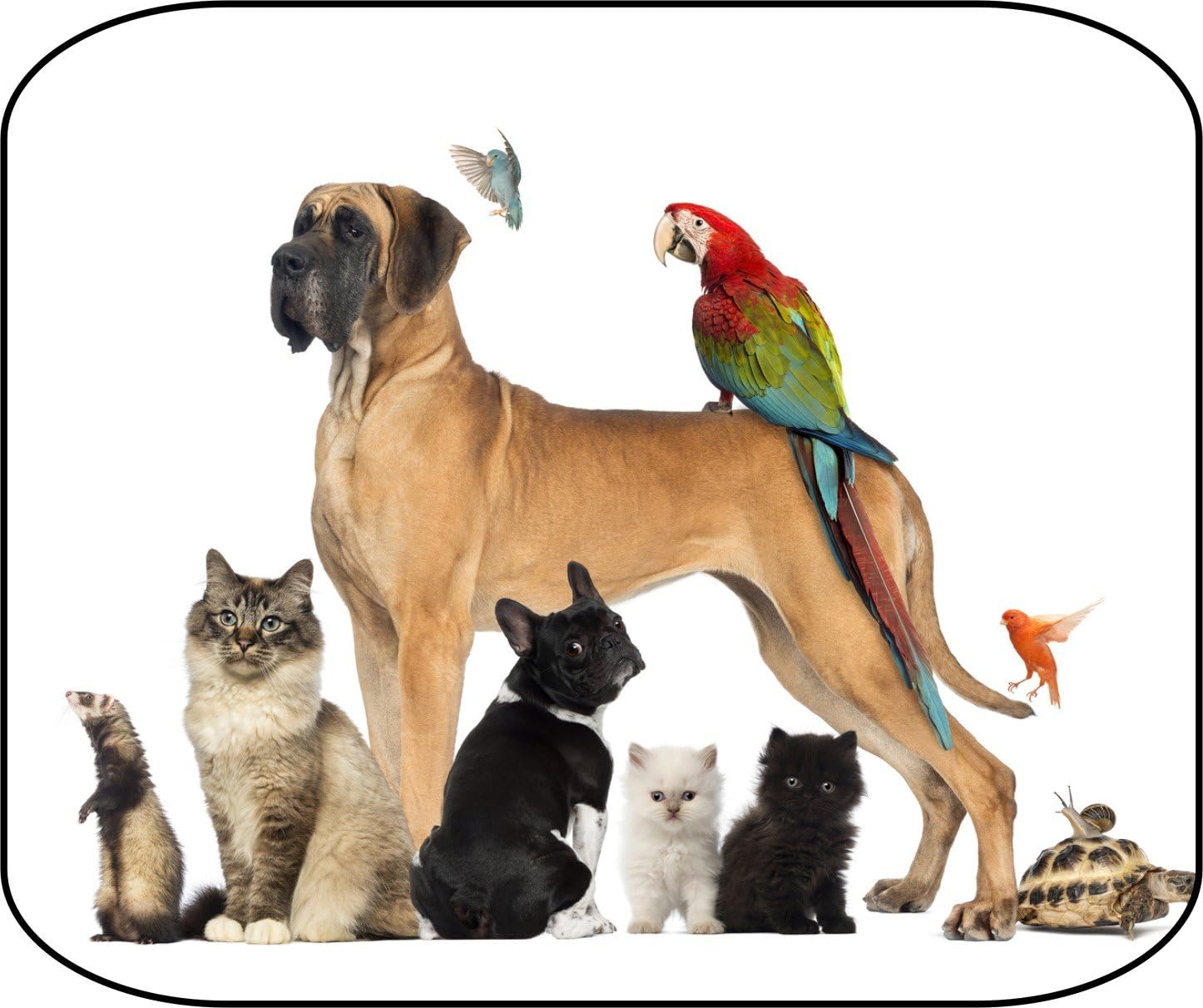 Wild Animals! Cat Dog Birb Mouse Pads Mousepad, Computer, Desktop Supplies Unique Photo Art