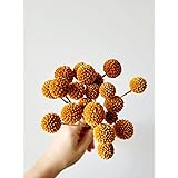 MY BOUQUETS Natural Dried Billy Buttons, Craspedia, Orange Billy Buttons, 20 Stems, Dried Flowers with Gift Packaging Elegant