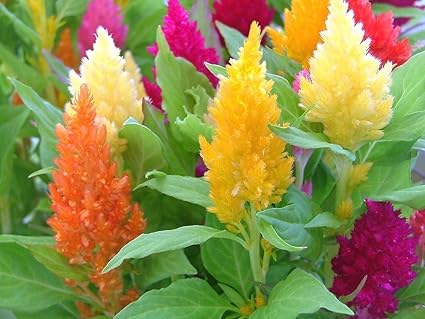 Amazon Com Celosia Mix Large Flowers 300 Seeds Also Called Cockscomb Easy To Grow Garden Outdoor