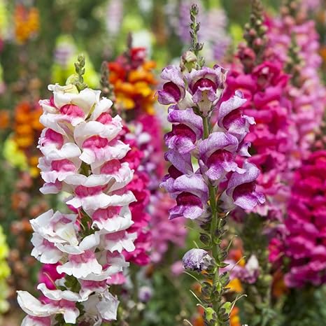 Snapdragon Common Snapdragon Seeds Antirrhinum Majus Amazon Co Uk Garden Outdoors