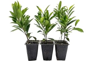 CITRONELLAKING 6 Dwarf Carolina Cherry Laurel in 3.5” Nursery Cubes (Prunus caroliniana ‘Compacta’) | Compact Evergreen Shrub with Glossy Dark Green Leaves and Dense Growth | Live Starter Plants
