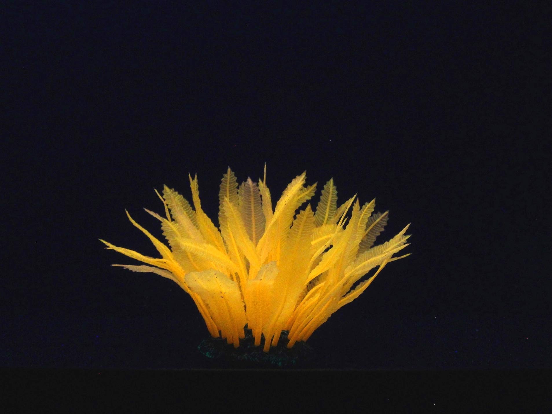 Aqua Lumo Silicon Fluorescent Orange Fern Plant