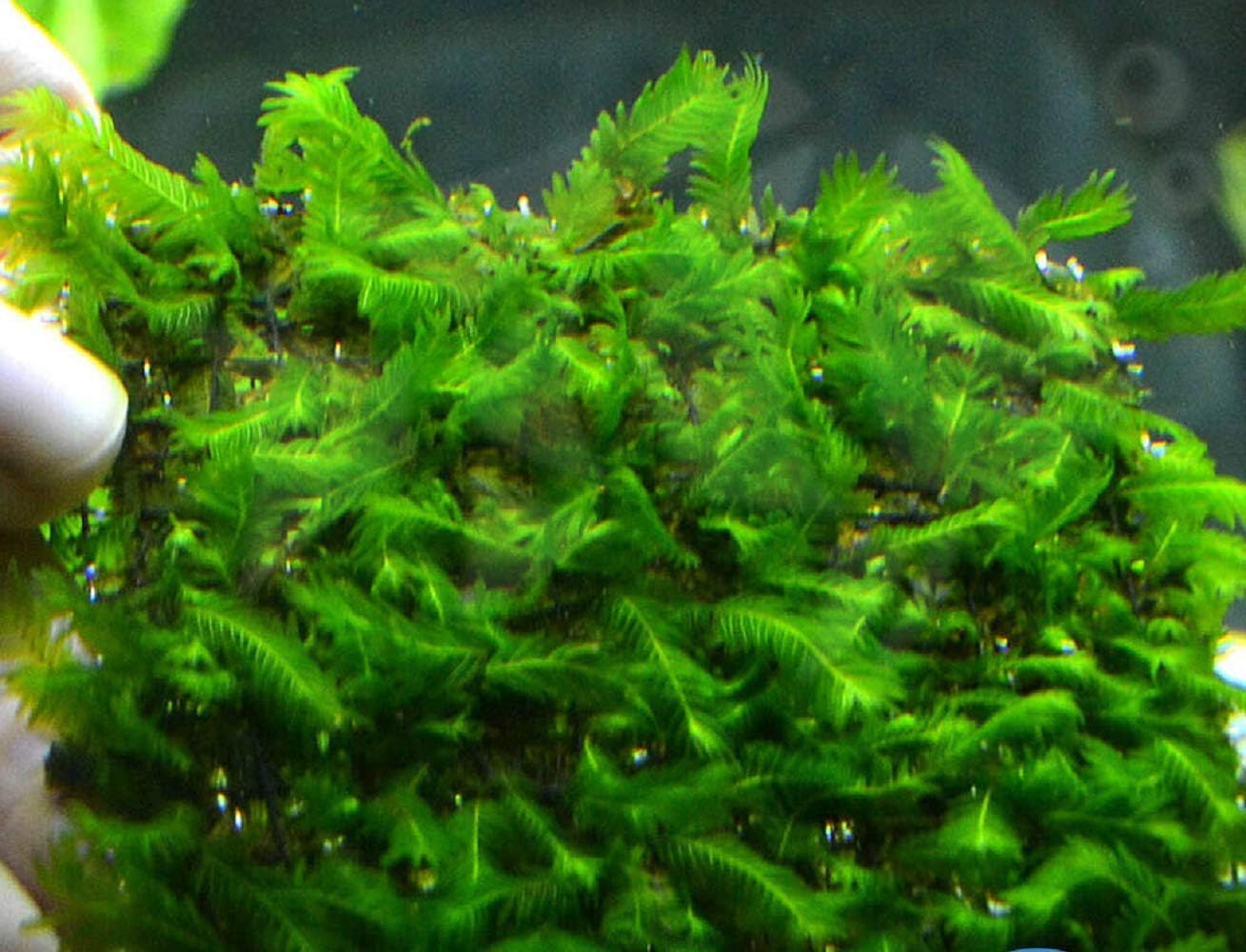 Aquatic Plants - Fissidens nobilis Moss Live Aquarium Plant 3" x 3" Mat - TANDURAN14