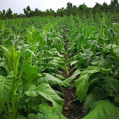 Tabaksamen Tobacco Seed Set 100 Samen