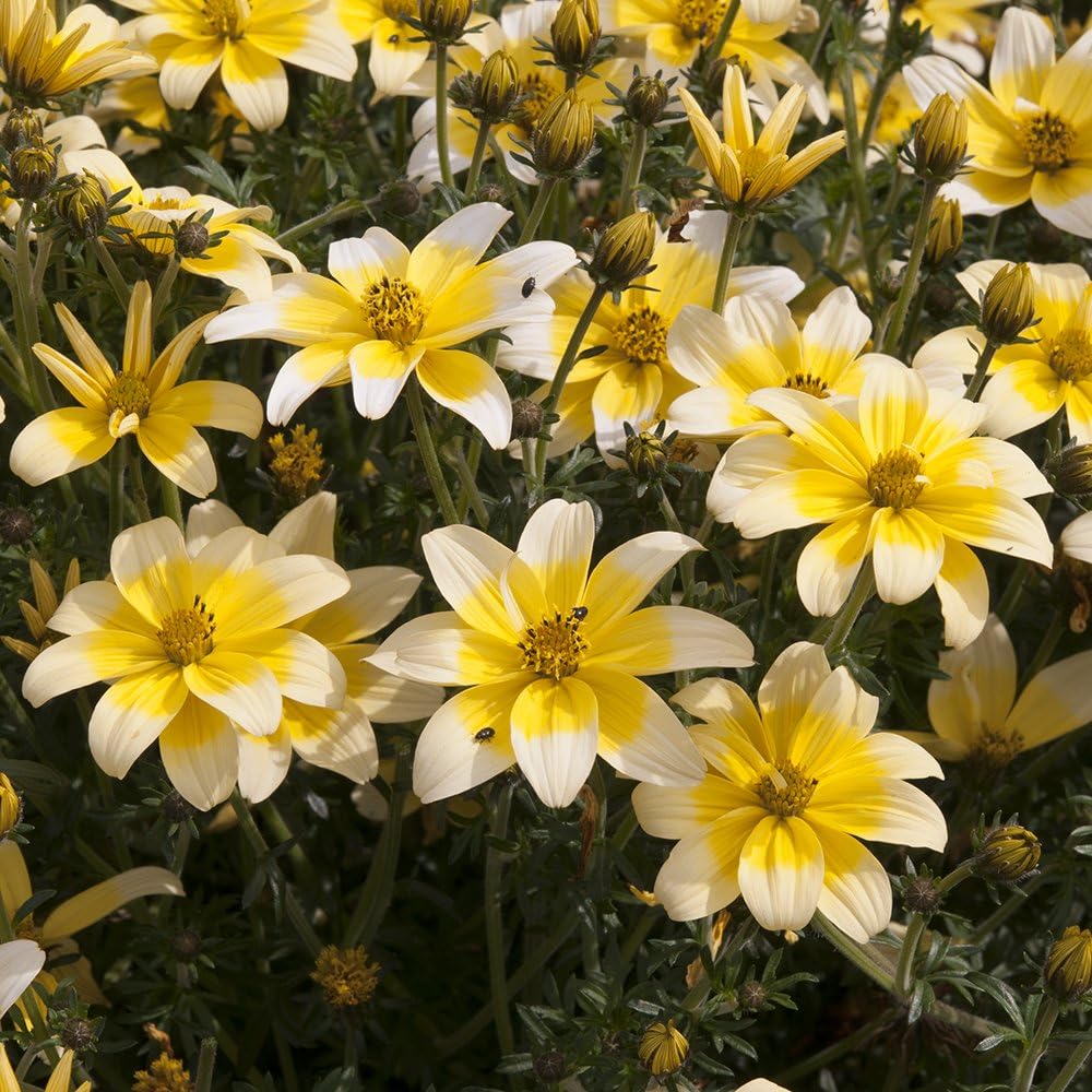 6 Patio Plug Plants Bidens Golden Eye Amazon Co Uk Garden Outdoors