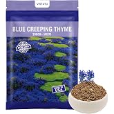 25000+ Magic Blue Creeping Thyme Seeds for Planting Ground Cover Plants Heirloom Flowers Perennial Thyme Non-GMO Thymus Serpyllum Seed