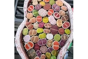 Rare Lithops Mix Succulent Cactus Exotic Living Stones Desert Rock Seed High Germination for Home Garden Bonsai Decor Indoor 