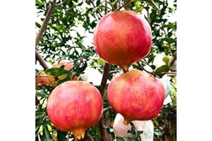 ANDAG Pomegranate Live Tree Plant Seedling,14-17inch Height, Very Large Orange Red Fruit with Red Arils and Sweet Tart Juice Great for Home and Garden Yards Planting