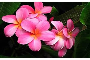 DISCOUNT HAWAIIAN GIFTS HAWAIIAN PINK PLUMERIA PLANT CUTTING ~ GROW HAWAII
