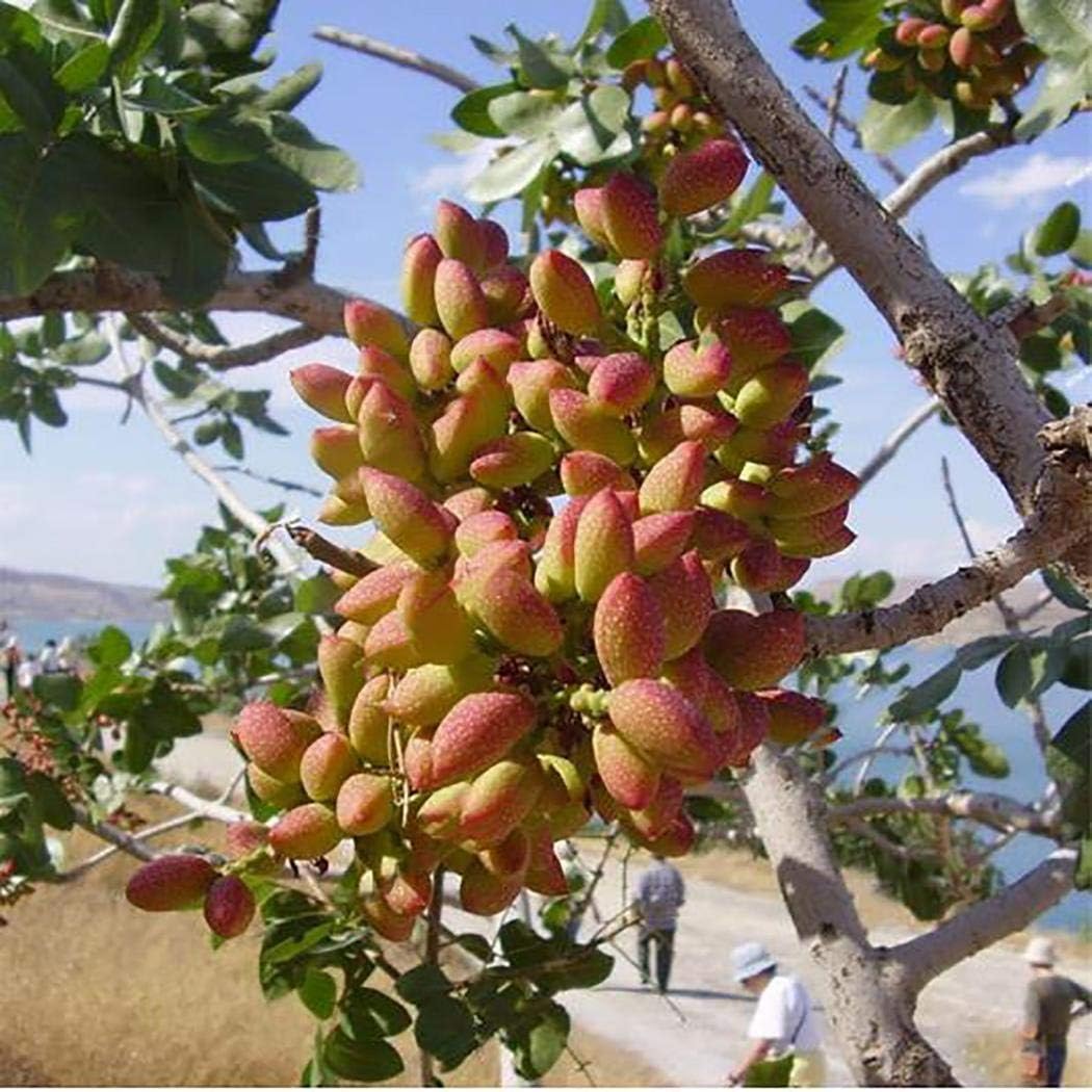 Onbio 10Pcs/Pack Pistachios Seeds Garden Outdoor Nut Tree Fruit Tree Seeds Planting Trees