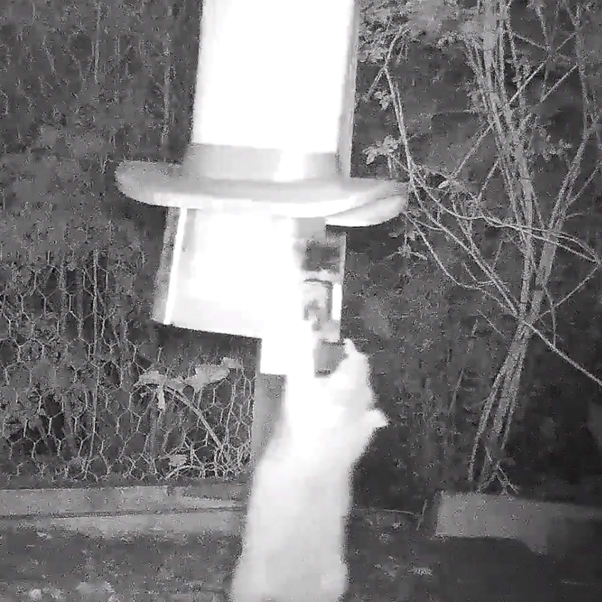 PestOff Rat Proof Chicken Feeder kit Rat Proof Poultry