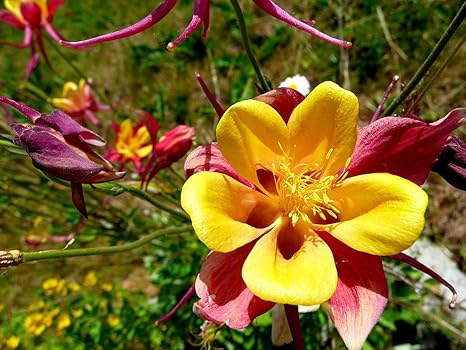 Rot Gelbe Akelei 20 Samen Koralle Aquilegia Amazon De Garten