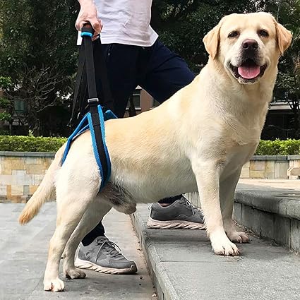 large dog carrying harness