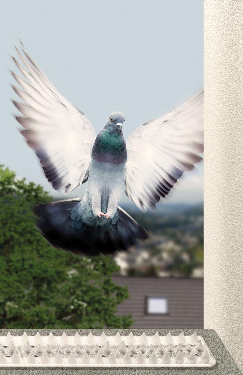 Schellenberg 50778 Vogelabwehr Set Standard Each with 4 Rows of Spikes and Fastening Strap, Transparent