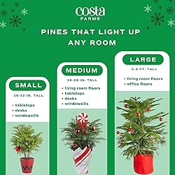 Costa Farms Live Christmas Tree, Medium Norfolk