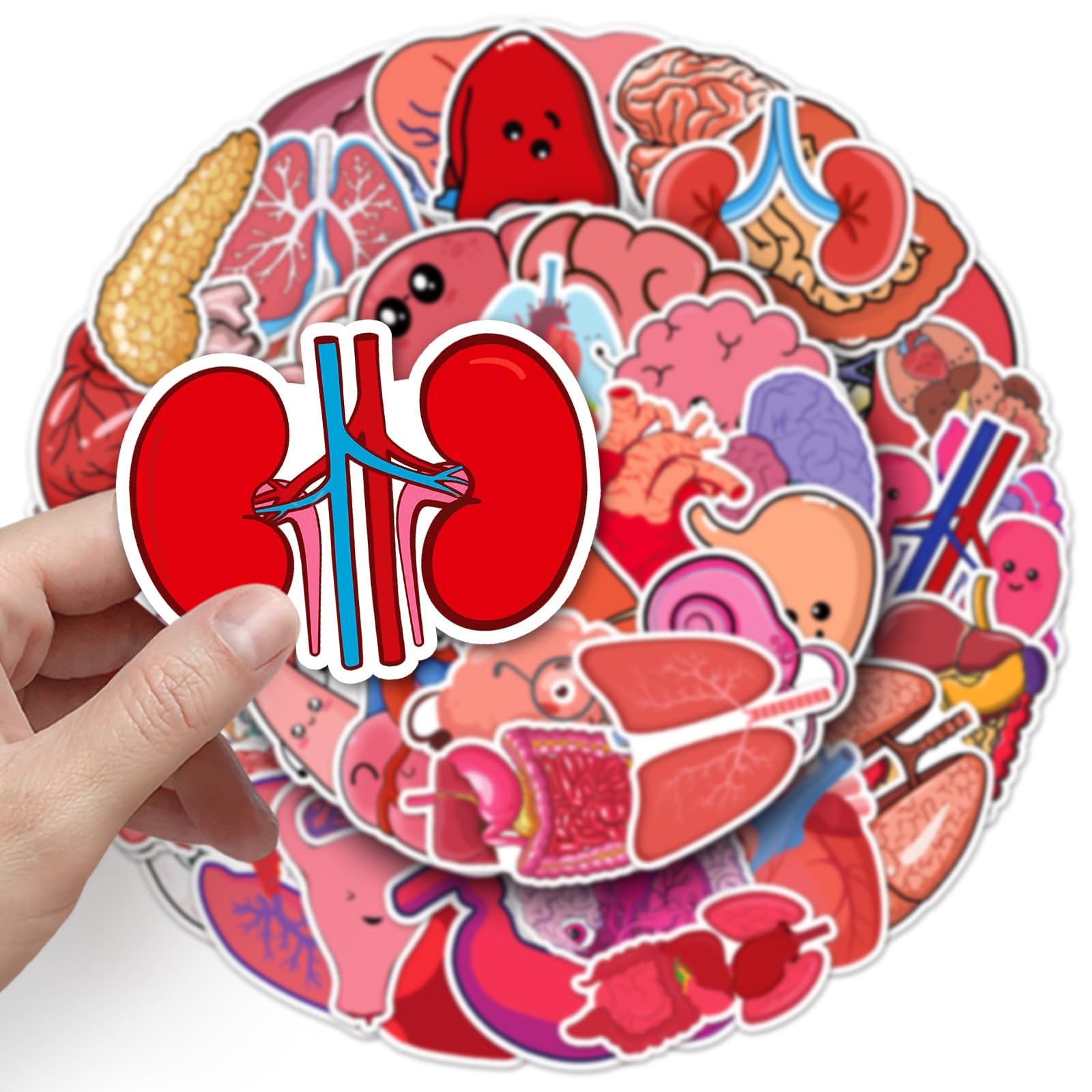 50PCS Organ Stickers for Skateboard,Water Bottle,Scrapbook,Laptop, Bike,Cup,Luggage,Guitar,Computer,Car,Helmet,Human Organs Waterproof Stickers,Gift for Adults Doctors Girls Teens,Body Biology Decals
