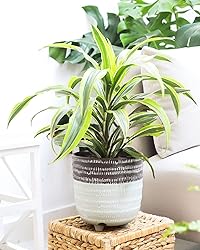 Dracaena Lemon Lime