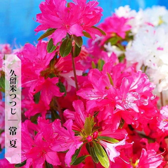 Amazon クルメツツジ 久留米つつじ 苗木 12本セット 常夏 トコナツ 4号ポット 植木 Amazon クルメツツジ 久留米つつじ 苗木 12本セット 常夏 トコナツ 4号ポット 植木