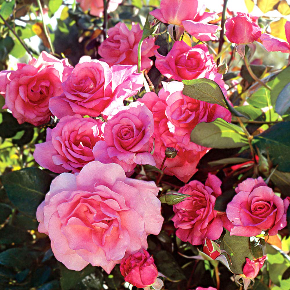 Climbing Rose Parade- Bright Rosette Flowers- Delicately Scented- for A Lovely Summer Garden