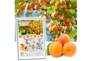 Apricot Tree Seeds - 3 Seeds Per Packet - Isla's Garden Seeds, Non GMO & Heirloom Seeds, Botanical Name: Prunis Armeniaca, Great Home Garden Gift, Fruit Producing Tree