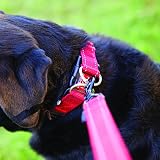 EzyDog Double Up Dog Collar Reflective Pink Medium with ID Tag D-Ring view 4