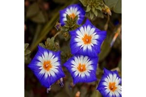Outsidepride 1000 Seeds Annual Convolvulus Tricolor Minor Morning Glory Ensign Royal Climbing Vine Flower Seeds for Planting