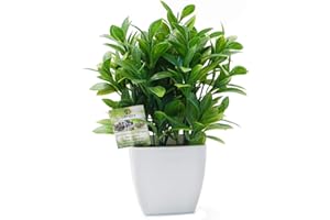 OFFIDIX Artificial Eucalyptus Plants with White Square Vase Small Artificial Tree for Office Desktop Decor Fake Plants for Home and Office Indoor Decorations