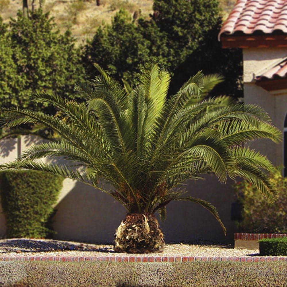 Hardy Phoenix Palm Tree BigaMart