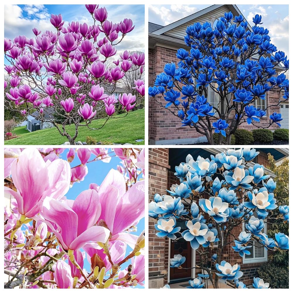 Photo 1 of 10+ Seed Magnolia Flower Seeds for Planting Outdoors -Perennial Ornamental Fragrant Tree Garden