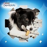 Dentalife Large Chicken Dog Chews 12 Sticks Pack of 3 view 7