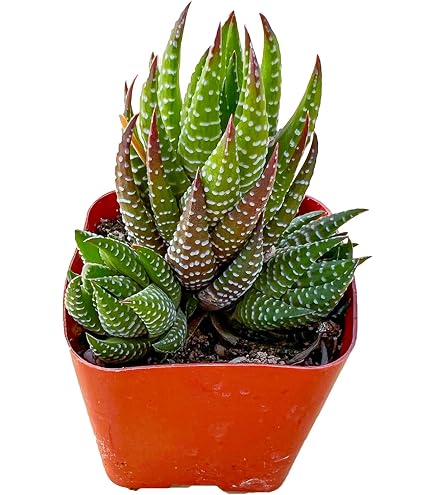 Planta Suculenta De Interior Haworthia Big Band, ¡3 Tamaños! - España