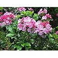Mountain Laurel Shrub, Kalmia Latifolia,50 Seeds