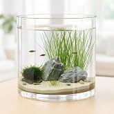 Maxdot 1.66 Gallon Cylindrical Glass Fish Tank, 360&deg; Aquarium for Betta | Easy Maintain Shrimp Snails Microfauna, Solid Base Desktop Starter, Full View Design with Aquatic Planting Terrarium