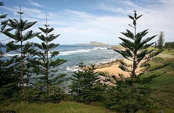 Araucaria Heterophylla Norfolk Pine Tree Seeds 5 Amazon Co Uk Garden Outdoors
