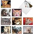 The Best Card Company - 10 All Occasion Blank Cat Cards (4 x 5.12 Inch) - Cute Assorted Bulk Card Set - Smitten Kittens M6485