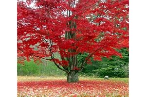 Froze - 5 Red Maple Trees - 12-24'' Tall Seedlings - Live Plants - Acer rubrum