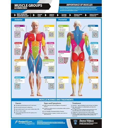 Amazon.com: Muscle Groups & Exercises | Anterior & Posterior