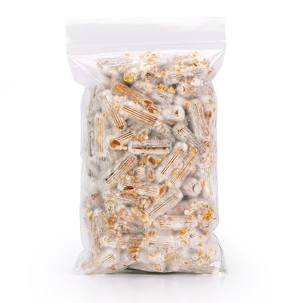 NORTH SPORE ORGANIC SNOW OYSTER (100 CT) MUSHROOM PLUGS FOR LOGS | PREMIUM QUALITY MUSHROOM PLUG SPAWN | HANDMADE IN MAINE, USA | GROW GOURMET MUSHROOMS OUTDOORS ON LOGS