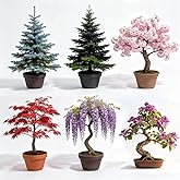 6 Bonsai Tree Seeds Varieties - Blue Spruce，Black Spruce, Cherry Blossom, Red Maple, Wisteria, Redbud, Bonsai Seed for Indoor