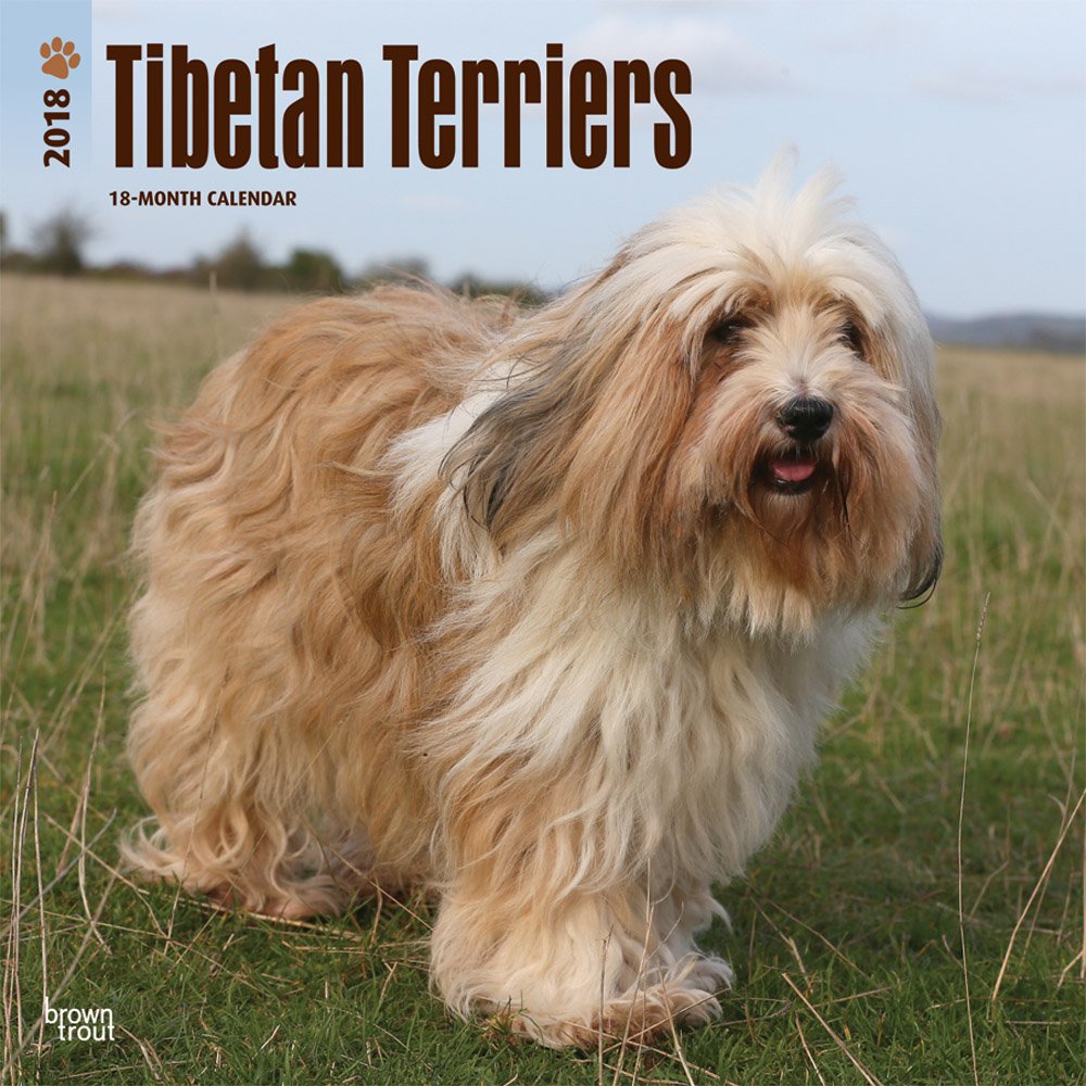 tibetan terrier breed
