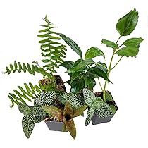 josh's frogs crested gecko kit