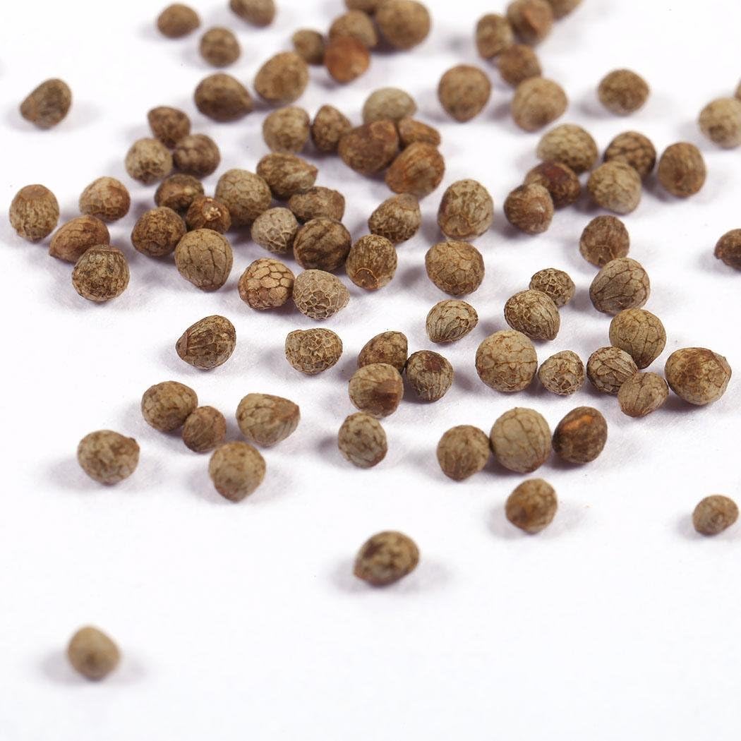 семена денежного дерева. семена бонсай. семена денежного дерева. крассула семена. семена денежного дерева.