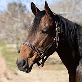 Jeffers Frankfort Triple Stitched Soft Leather Turnout Halter with Throat Snap for Horses - Adjustable Double Buckle Crown, Breakaway Ready Headcollar