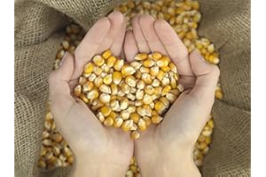 Woodchucks Wood 20 pounds of Dry, Whole Kernel Corn. The Finest shelled Corn