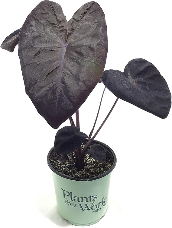 Premier Plant Solutions 20892 Black Shappire Premier Plant Solutions 20892 Black Shappire