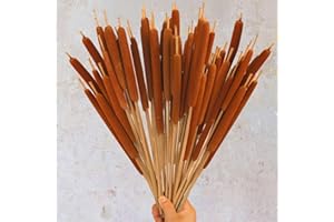 GLICRILI Dried Natural Brown Cattails Flowers - 20PCS Real Broadleaf Pencil Cattail Stems Bundles, 17'' Bulrush Plants Dry Flower for DIY Floral Arrangements, Wedding Home Office Gardens Decor
